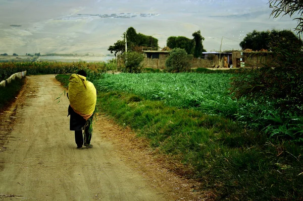 Sırt Çantalı Genç Bir Adam Tarlada Yürüyor — Stok fotoğraf