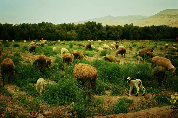sheep in the field