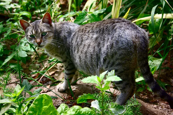 정원에서 귀엽게 고양이의 클로즈업 — 스톡 사진