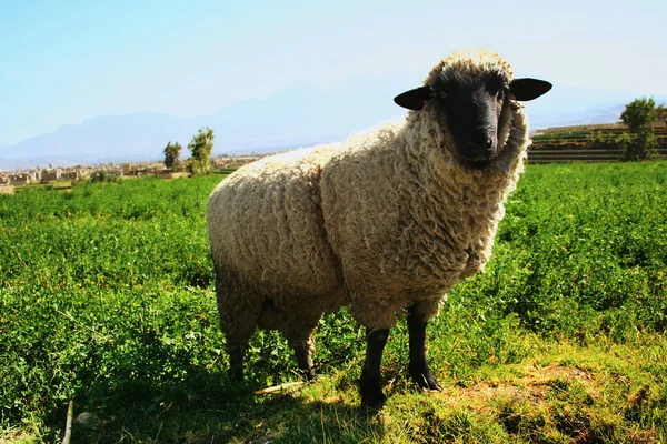 田野里的羊 — 图库照片