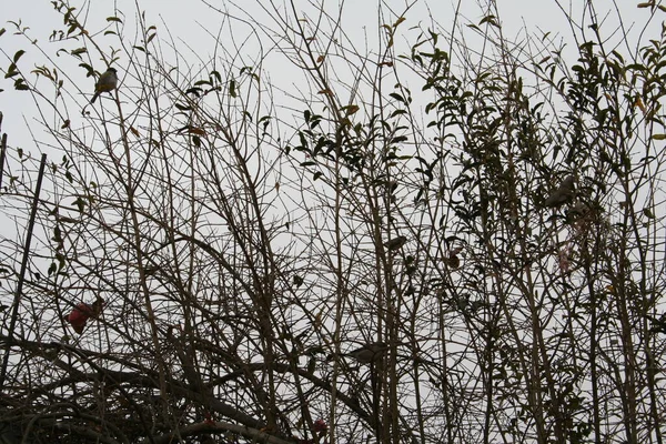 庭の冬の木 — ストック写真