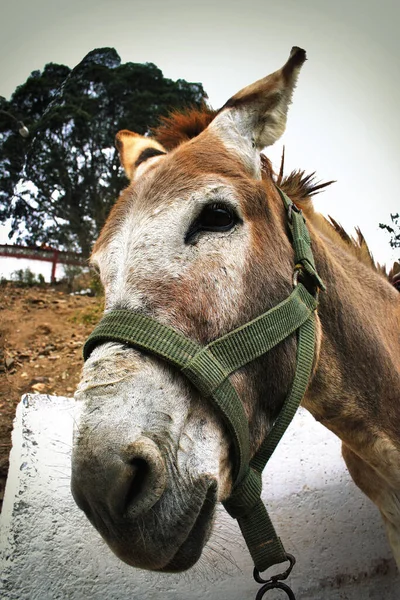 Donkey Abandoned Farm — Stock Photo, Image