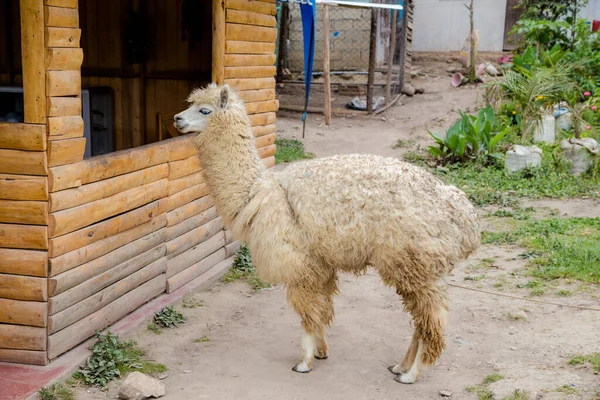 Alpaca Zoo — Stock Photo, Image