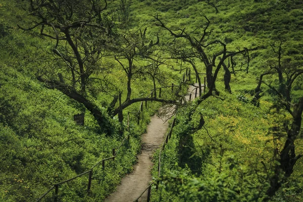 Lachay Hills Peru Beautiful Landscape Tree Forest — Stock Photo, Image