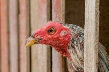 Çiftlikteki çitlerde kırmızı horoz