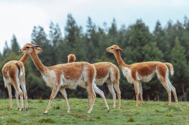 three white vicunas in the grass