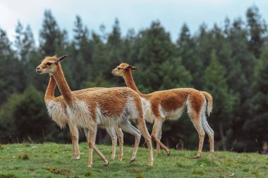 beautiful group of vicunas in the field, native to Peru