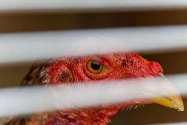 Красная Курица Клетке — стоковое фото