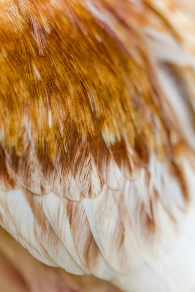 stock image close - up of a white chicken