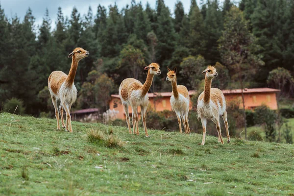 Beautiful Wild Llama Field — Stock Photo, Image