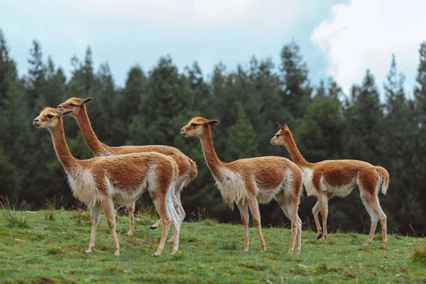 Grupo Camelos Campo Foto Alta Qualidade — Fotografia de Stock