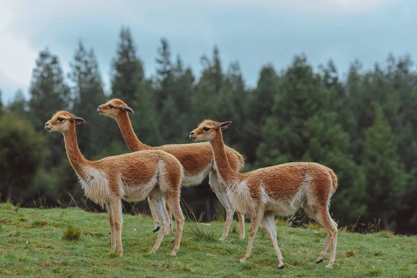 Group Young Vicunas — Foto de Stock