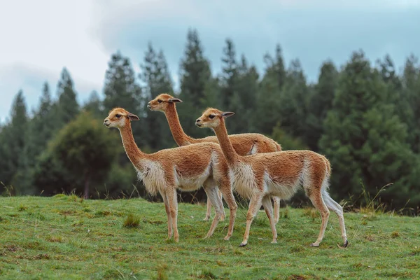 Beautiful Group Vicunas Field Native Peru — Stock Fotó