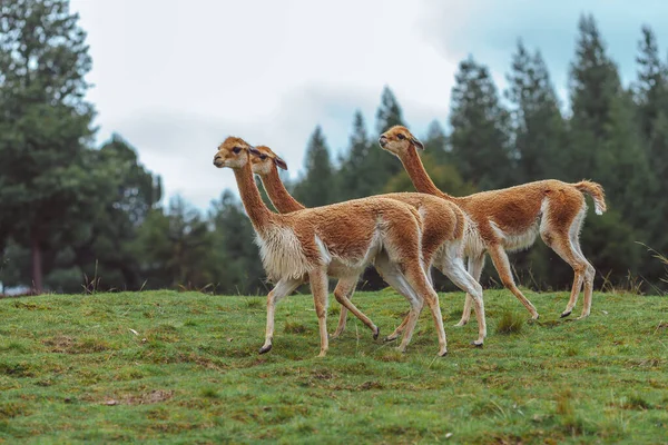 Hayvanat Bahçesinde Bir Grup Kırmızı Lama — Stok fotoğraf