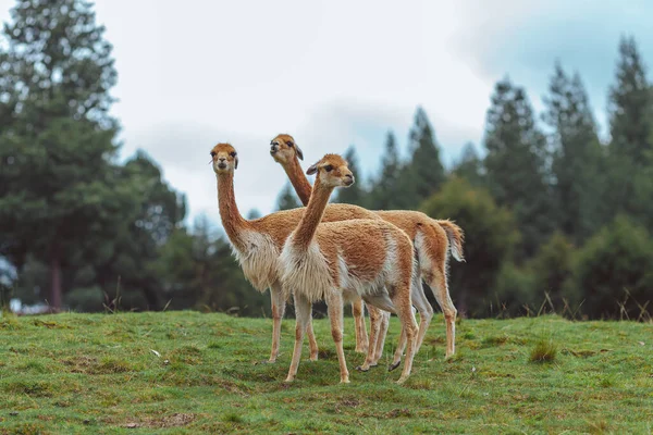 Group Wild Brown Alpaca Open Field — Stock Photo, Image