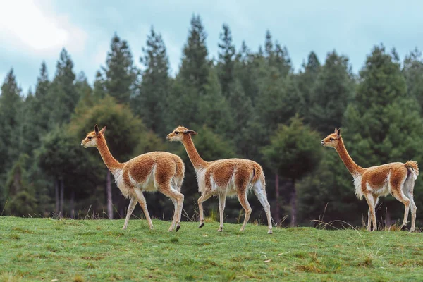 Grupo Girafas Estado Selvagem — Fotografia de Stock