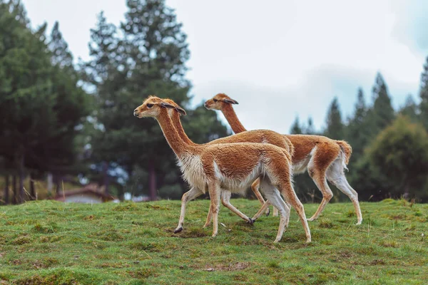Two Llama Grass — Stock Photo, Image