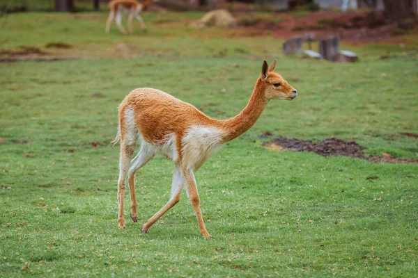 若い鹿が畑に立っていた 高品質の写真 — ストック写真