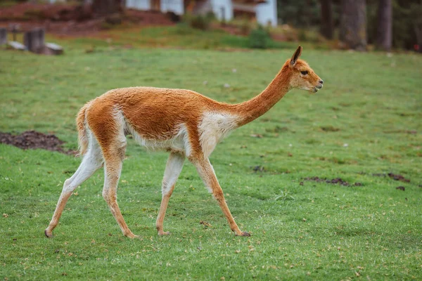 若い赤 南米の自然界の尾の鹿 — ストック写真
