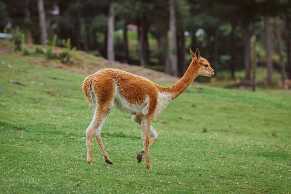 Young Vicuna Field — Stockfoto
