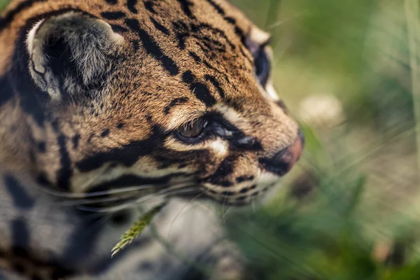 Портрет Детёныша Леопарда Природе — стоковое фото