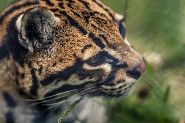 Леопард Джунглях — стоковое фото