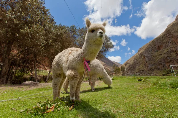安第斯山脉上的羊驼 — 图库照片