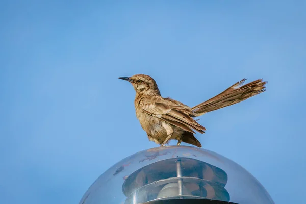 Golden Sparrow Blue Sky — Stock Photo, Image