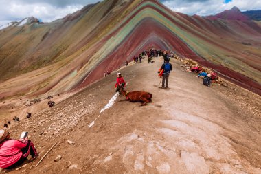 Lama renkler içinde bir adam, Cusco Peru.