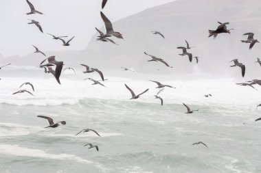 Sabah vakti, martılar okyanusun üzerinde uçuyor.