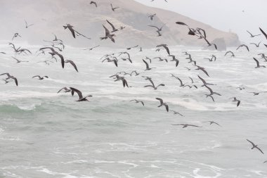 Martılar denizde uçuyor.
