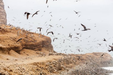 Martılar gökyüzünde uçuyor