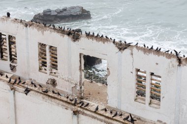 Evin duvarında güvercinler.