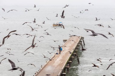 Sabah martılar iskelede uçuyor..