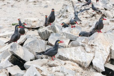 siyah - kanatlı morant (phalacrocorax carbo) kaya, karabatak, Norveç üzerinde uçuyor