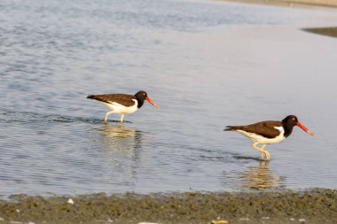 kırmızı - kanatlı stilt, himantopus hitopus