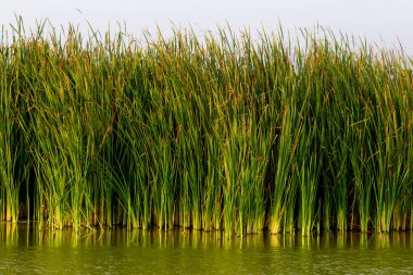 İsrail 'in kuzeyindeki gölde sazlıklar ve sazlıklar
