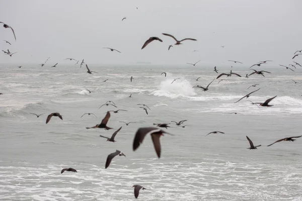 flying birds over the atlantic ocean, portugal