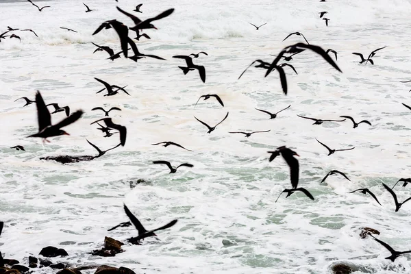 Γλάροι Πετούν Στη Θάλασσα — Φωτογραφία Αρχείου