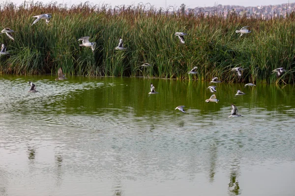Stado Ptaków Jeziorze — Zdjęcie stockowe