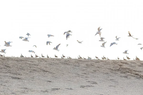 a flock of geese on the beach