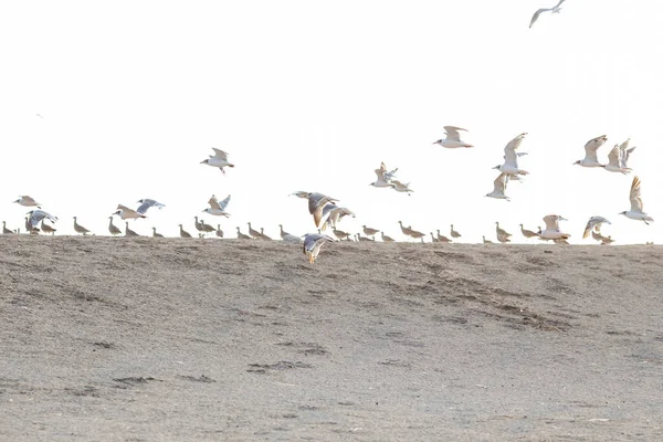 Gaivotas Mar Espanha Pássaros Praia — Fotografia de Stock