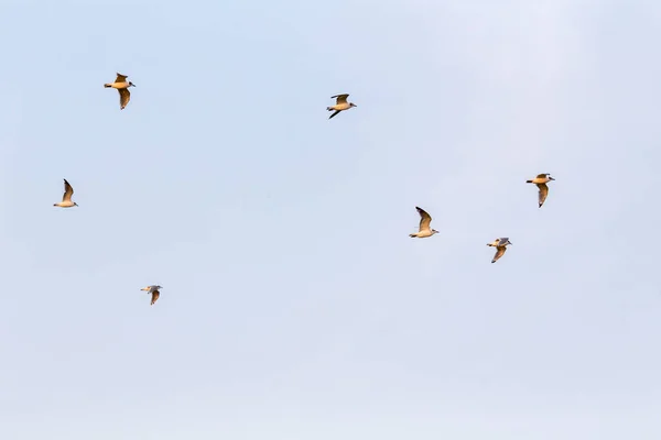 Troupeau Oiseaux Dans Ciel — Photo