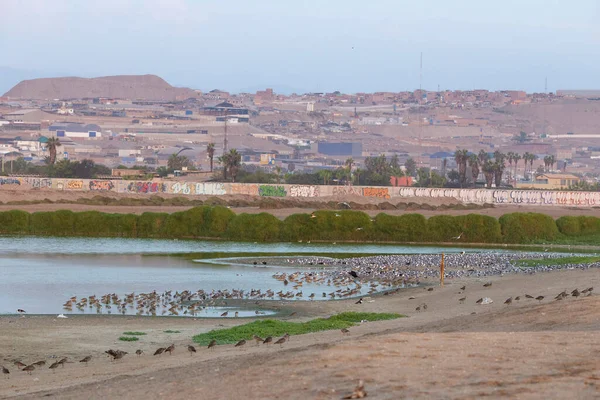 Fåglar Peru Nära Staden — Stockfoto