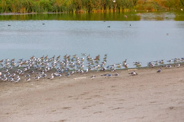 Ptaki Jeziorze — Zdjęcie stockowe
