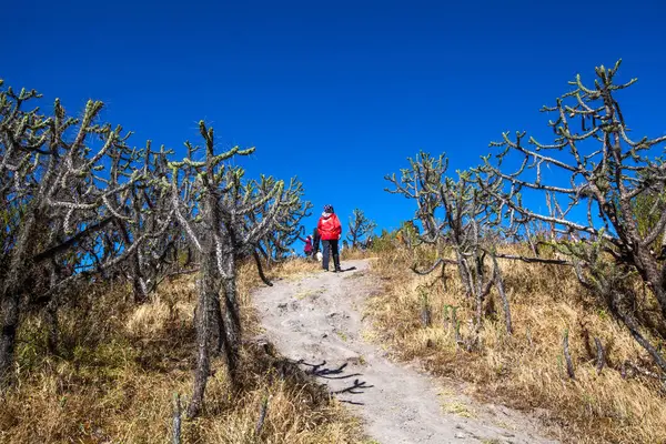 stock image a man with a backpack walking on the road in the desert of a forest