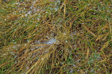 Çiy damlalı çimenler