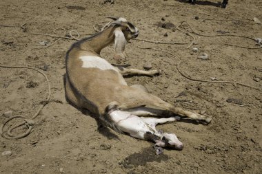 Çölde bir sürü hayvanla genç bir ineğin yakın çekimi.