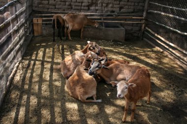 Hayvanat bahçesindeki keçiler