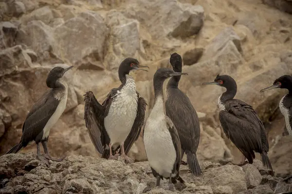 stock image group of penguins on a rock